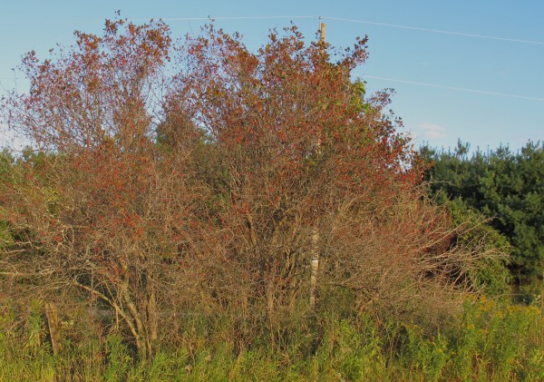 Hawthorn Hedgerow